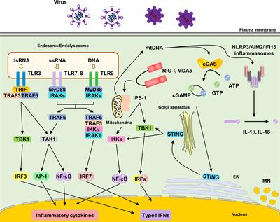 Pathophysiological Role of Nucleic Acid-Sensing Pattern Recognition Receptors in Inflammatory Diseases